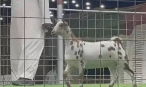 താ​ര​മാ​യി ‘സ​ലാ​ലി’ ആ​ട്; ലേ​ല​ത്തി​ൽ ല​ഭി​ച്ച​ത്​ 16 ല​ക്ഷം