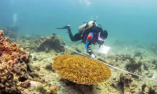 സ​മു​ദ്ര പ​രി​സ്ഥി​തി​ സം​ര​ക്ഷണം;  സൗ​ദി ചെ​ങ്ക​ട ൽ തീ​ര​ത്ത്​ ജൈ​വ​വൈ​വി​ധ്യ സ​ർ​വേ​ക്ക്​ തു​ട​ക്കം