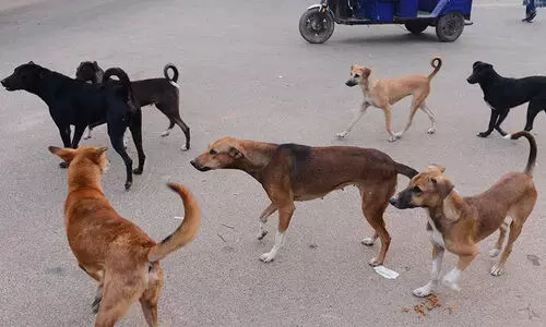 വ​ന്ധ്യം​ക​ര​ണ​വും കു​ത്തി​വെ​പ്പു​മി​ല്ല, തെ​രു​വുനാ​യ്​ നി​യ​ന്ത്ര​ണം പാ​ളി