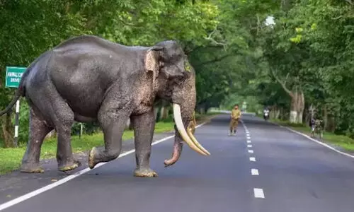 വനാതിര്ത്തി ഗ്രാമങ്ങളിലെ കാട്ടാന ശല്യം; വൈദ്യുതി വിതരണത്തിന് കേബിൾ ലൈൻ വേണമെന്ന് നാട്ടുകാർ വനാതിര്ത്തി ഗ്രാമങ്ങളിലെ കാട്ടാന ശല്യം; വൈദ്യുതി വിതരണത്തിന് കേബിൾ ലൈൻ വേണമെന്ന് നാട്ടുകാർ