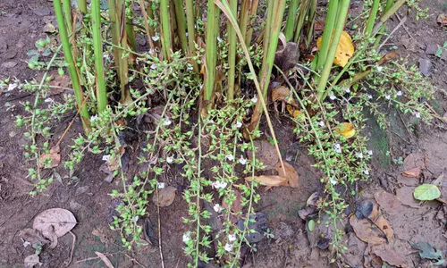 ഏലം മോഷ്ടാക്കൾ വിലസുന്നു