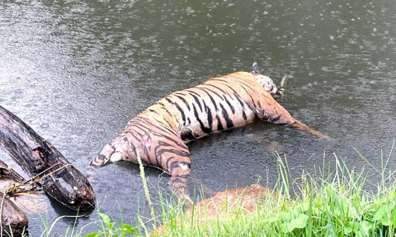 കുളത്തൂപ്പുഴയാറില്‍ കടുവ ചത്തനിലയില്‍