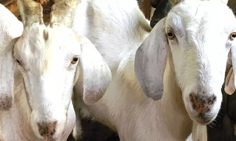 ആ​ർ.​സി.​ബി ജയിക്കാൻ ആ​ടി​നെ ബ​ലി ന​ൽ​കിയ മൂ​ന്നു​പേ​ർ അ​റ​സ്റ്റി​ൽ