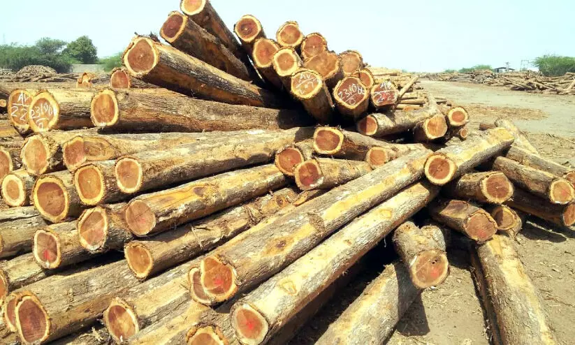 തേക്ക് വിപണിയിൽ കുരുങ്ങി കർഷകർ; ബാധ്യതയായി വിലയിടിവും നിയന്ത്രണവും തേക്ക് വിപണിയിൽ കുരുങ്ങി കർഷകർ; ബാധ്യതയായി വിലയിടിവും നിയന്ത്രണവും