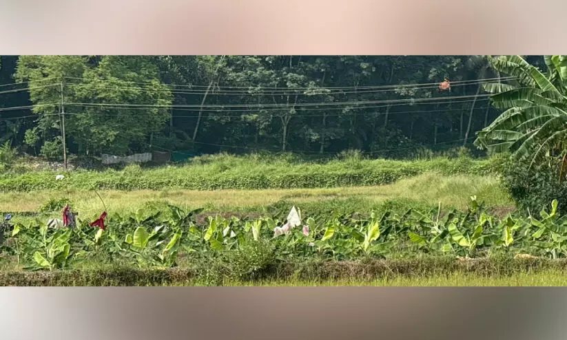സംഭരണവില കിട്ടാൻ വൈകുന്നു; നെൽകൃഷി വിട്ട് കർഷകർ വാഴകൃഷിയിലേക്ക് സംഭരണവില കിട്ടാൻ വൈകുന്നു; നെൽകൃഷി വിട്ട് കർഷകർ വാഴകൃഷിയിലേക്ക്