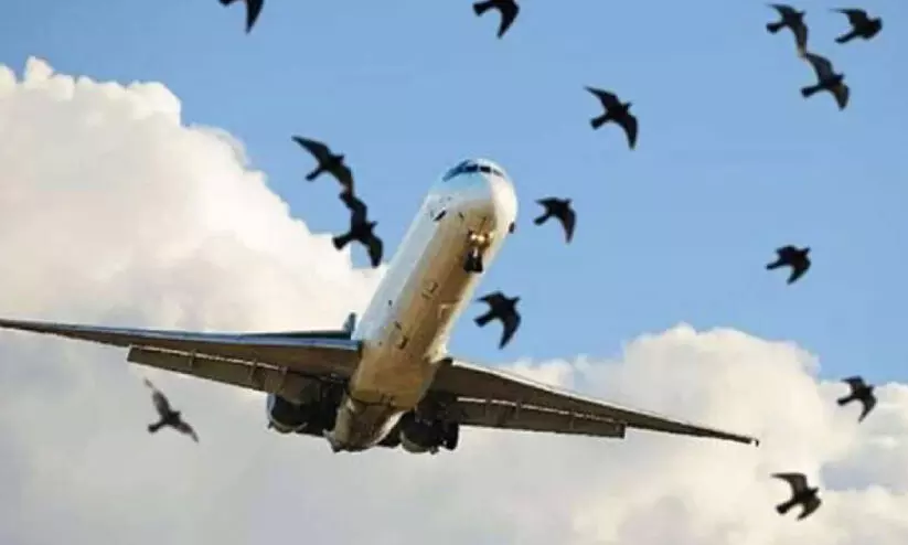 പക്ഷിഭീഷണി: വിമാനത്താവളത്തിന് സമീപം ഇറച്ചിക്കടകൾ പാടില്ലെന്ന്​ കോർപറേഷൻ