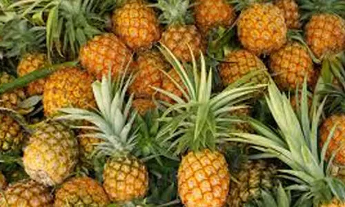 കൈ​ത​ച്ച​ക്ക വില 60ൽ നിന്ന് 20ലേക്ക്; ഉ​ൽ​​പാ​ദ​നം വ​ർ​ധി​ച്ച​തും വേ​ന​ൽ​മ​ഴ​യും വി​ല​യി​ടി​വി​ന്​ കാ​ര​ണം