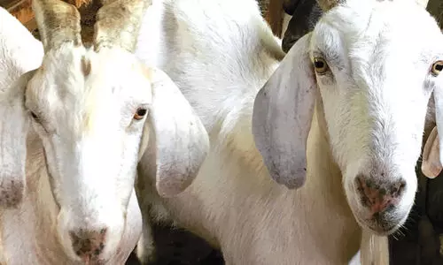 ആ​ർ.​സി.​ബി ജയിക്കാൻ ആ​ടി​നെ ബ​ലി ന​ൽ​കിയ മൂ​ന്നു​പേ​ർ അ​റ​സ്റ്റി​ൽ