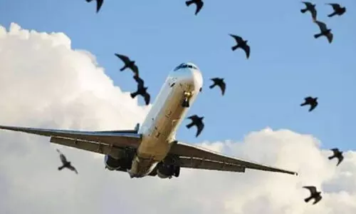 പക്ഷിഭീഷണി: വിമാനത്താവളത്തിന് സമീപം ഇറച്ചിക്കടകൾ പാടില്ലെന്ന്​ കോർപറേഷൻ