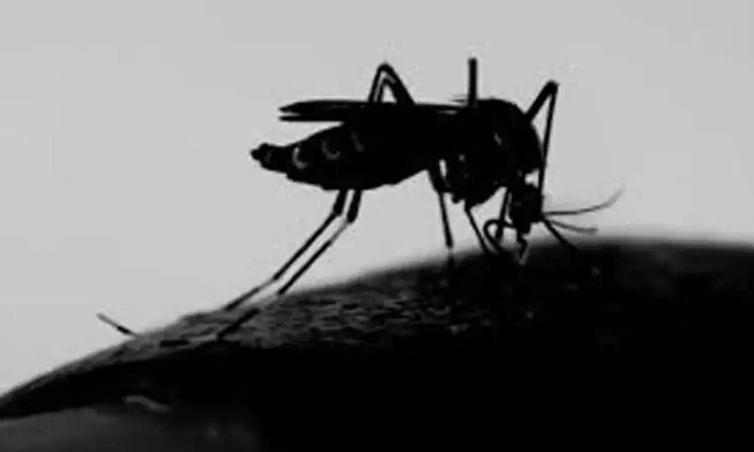 കോതമംഗലത്ത്​ ഡെങ്കിപ്പനി പടരുന്നു