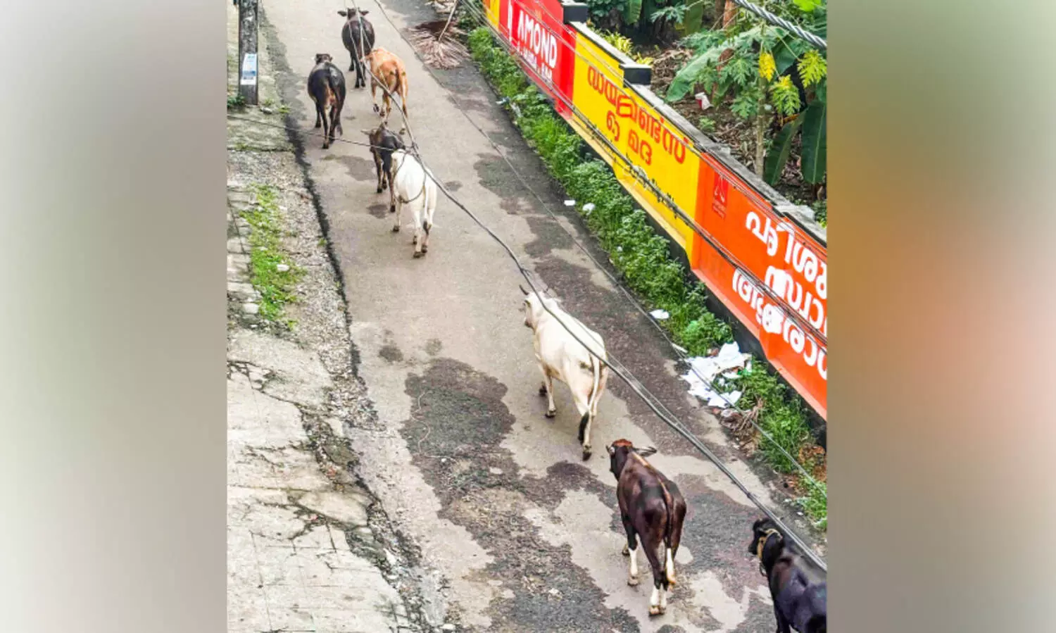 അപകടക്കെണി; റോഡിൽ അലഞ്ഞുതിരിഞ്ഞ്​ കന്നുകാലിക്കൂട്ടം