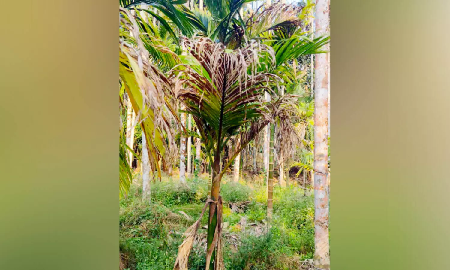 ആ​ശ​ങ്ക​യാ​യി ക​മു​കു​ക​ളി​ൽ കു​മി​ൾ രോ​ഗം