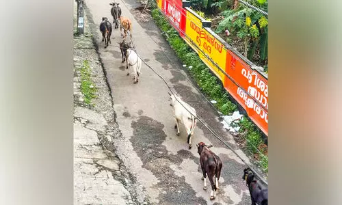 അപകടക്കെണി; റോഡിൽ അലഞ്ഞുതിരിഞ്ഞ്​ കന്നുകാലിക്കൂട്ടം