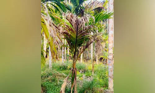 ആശങ്കയായി കമുകുകളിൽ കുമിൾ രോഗം ആശങ്കയായി കമുകുകളിൽ കുമിൾ രോഗം