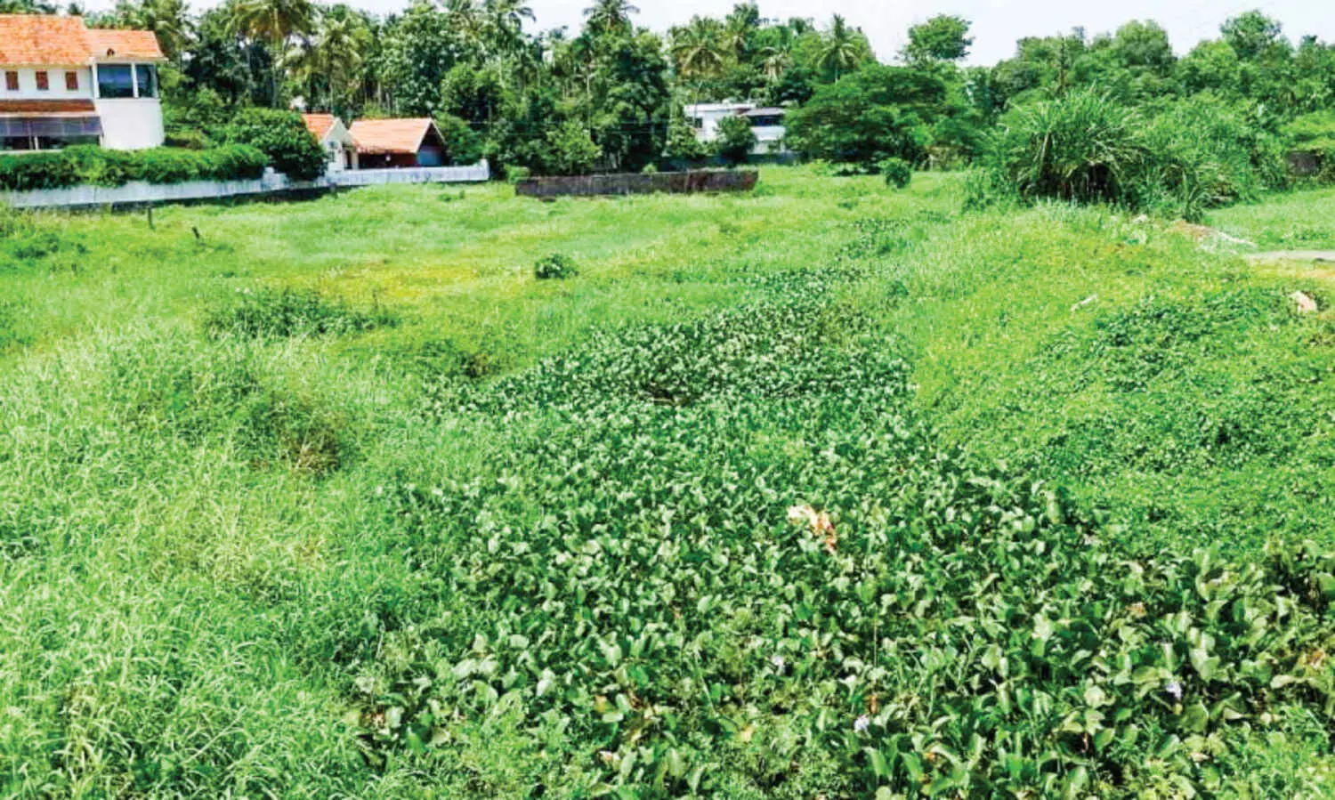 മാ​ലി​ന്യം അ​ടി​ഞ്ഞു​കൂ​ടി; പ​റ​യ​ൻ​തോ​ട്ടി​ൽ ഒ​ഴു​ക്ക് ന​ഷ്ട​പ്പെ​ട്ടു