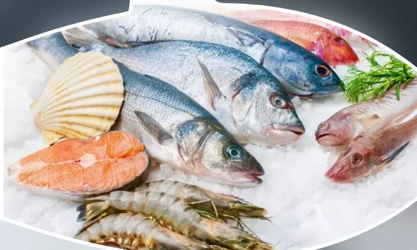 മോതയ്ക്ക് 620, തളയ്ക്ക് 600നു മുകളിൽ; ഇരട്ടിച്ച് മീൻവില