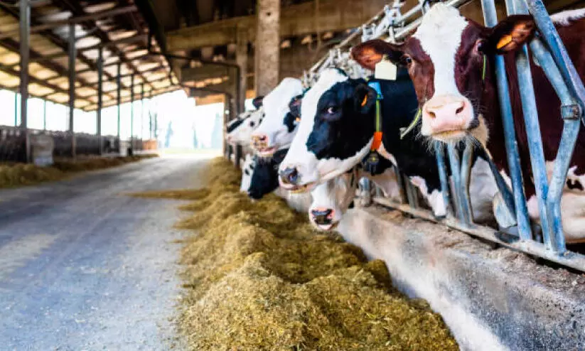 കുളമ്പുരോഗം; പാൽ ഉൽപാദനത്തിൽ ഇടിവ് കുളമ്പുരോഗം; പാൽ ഉൽപാദനത്തിൽ ഇടിവ്