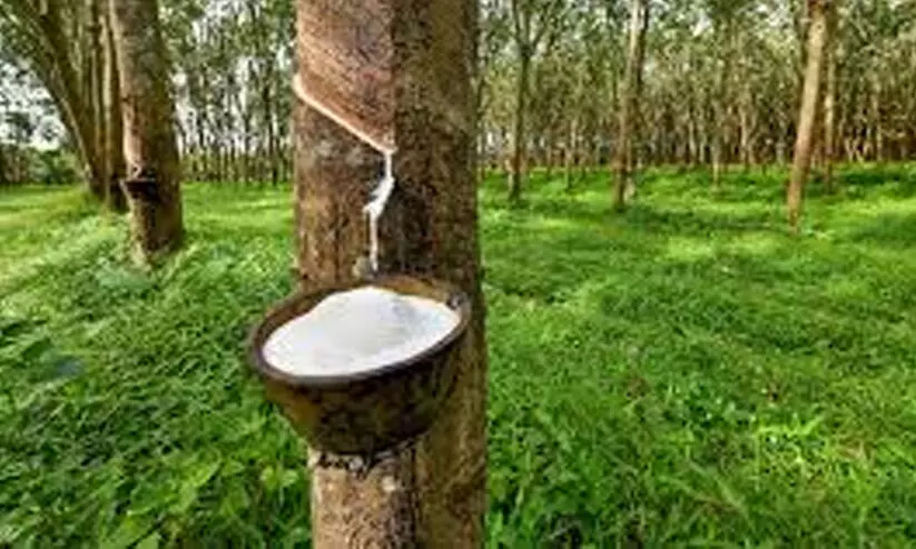 ടാ​പ്പി​ങ് നി​ല​ച്ചി​ട്ടും വി​ല​കു​റ​ഞ്ഞ് റ​ബ​ർ; വി​ല 190 ആ​യി കു​റ​ഞ്ഞു