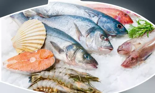 മോതയ്ക്ക് 620, തളയ്ക്ക് 600നു മുകളിൽ; ഇരട്ടിച്ച് മീൻവില