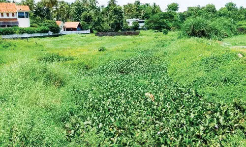 മാ​ലി​ന്യം അ​ടി​ഞ്ഞു​കൂ​ടി; പ​റ​യ​ൻ​തോ​ട്ടി​ൽ ഒ​ഴു​ക്ക് ന​ഷ്ട​പ്പെ​ട്ടു