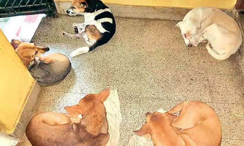 വെമ്പിള്ളിയിൽ വാടകവീട്ടിലെ നായ്ക്കളെ മാറ്റിയില്ല വെമ്പിള്ളിയിൽ വാടകവീട്ടിലെ നായ്ക്കളെ മാറ്റിയില്ല