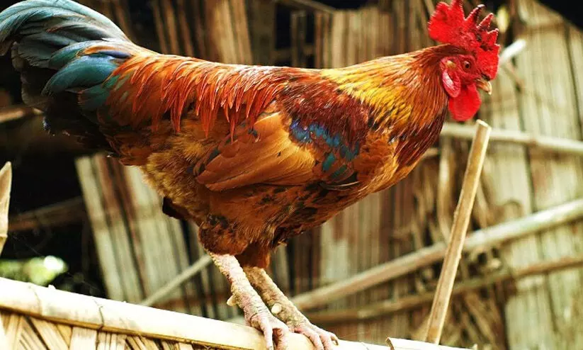 ഒരു പൂവൻകോഴിക്ക് 1.25 ലക്ഷം! വീറും വാശിയും കൂടി, ലേലത്തിൽ താരമായി