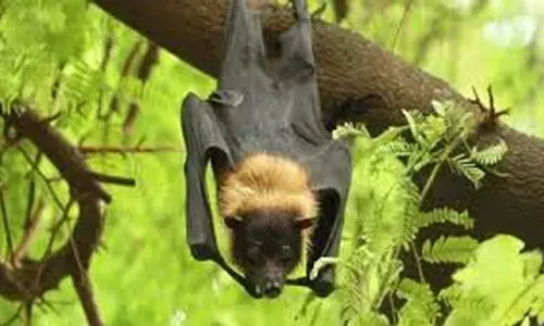 നിപ; വയനാട്ടിലും വേണം അതീവ ജാഗ്രത