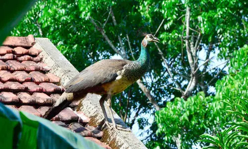 ഗ്രാമങ്ങളിലെ നിത്യക്കാഴ്ചയായി മയിലുകൾ