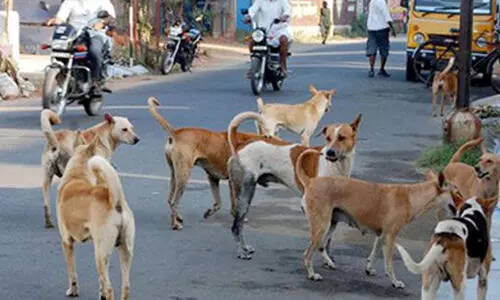 കടിച്ചുകീറി നായ്ക്കൾ,  മൂന്ന്​ മാസത്തിനിടെ കടിയേറ്റത്​ 1.69 ലക്ഷം പേർക്ക്
