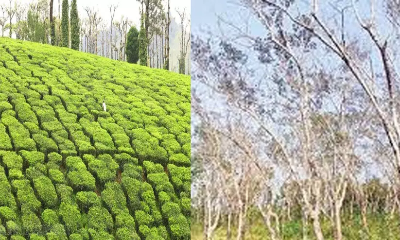 തോട്ടംഭൂമി പരിവർത്തനം: നടപടി സ്വീകരിക്കുന്നതിൽ എസ്.എൽ.ബിയും ജില്ലാ ഭരണകൂടവും പരാജയമെന്ന് റിപ്പോർട്ട്