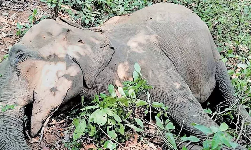 കോന്നിയിൽ കാട്ടാന ചെരിഞ്ഞ സംഭവം: കൈതത്തോട്ടം ഉടമക്കെതിരെ കേസെടുത്ത് വനംവകുപ്പ് കോന്നിയിൽ കാട്ടാന ചെരിഞ്ഞ സംഭവം: കൈതത്തോട്ടം ഉടമക്കെതിരെ കേസെടുത്ത് വനംവകുപ്പ്