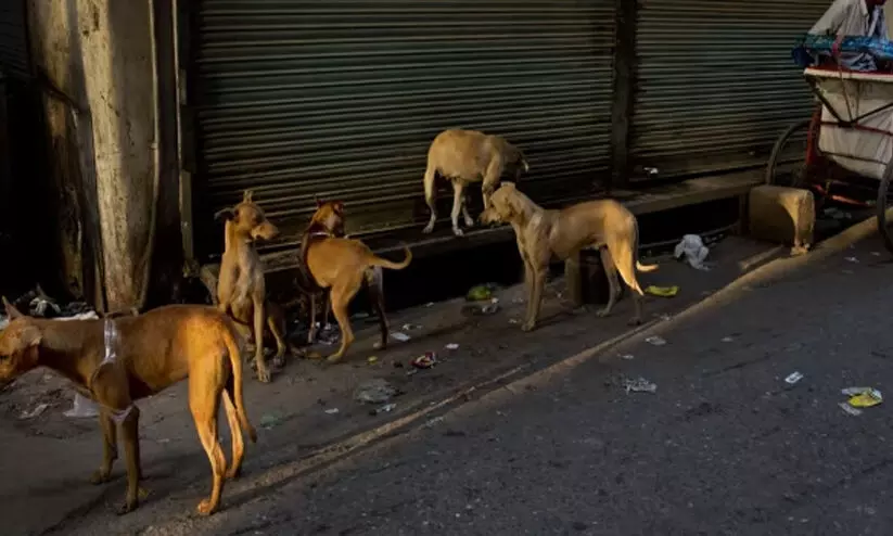 പേവിഷ ബാധ; വേണം അതീവ ജാഗ്രത പേവിഷ ബാധ; വേണം അതീവ ജാഗ്രത