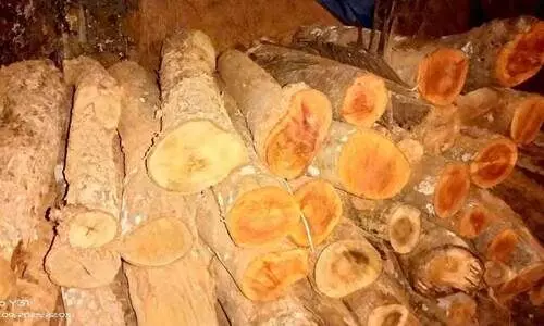 നാ​ട്ടു​മ​ര​ങ്ങ​ൾ വ്യാപകമായി മു​റി​ച്ചു ക​ട​ത്തു​ന്നതിൽ ആശങ്ക