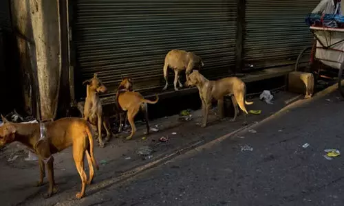 പേവിഷ ബാധ; വേണം അതീവ ജാഗ്രത
