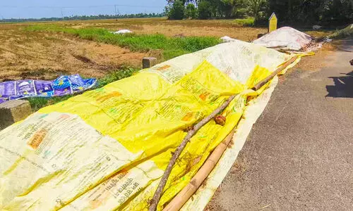 നെല്ലെടുക്കാൻ ആരുമില്ല; കർഷകർ ആശങ്കയിൽ