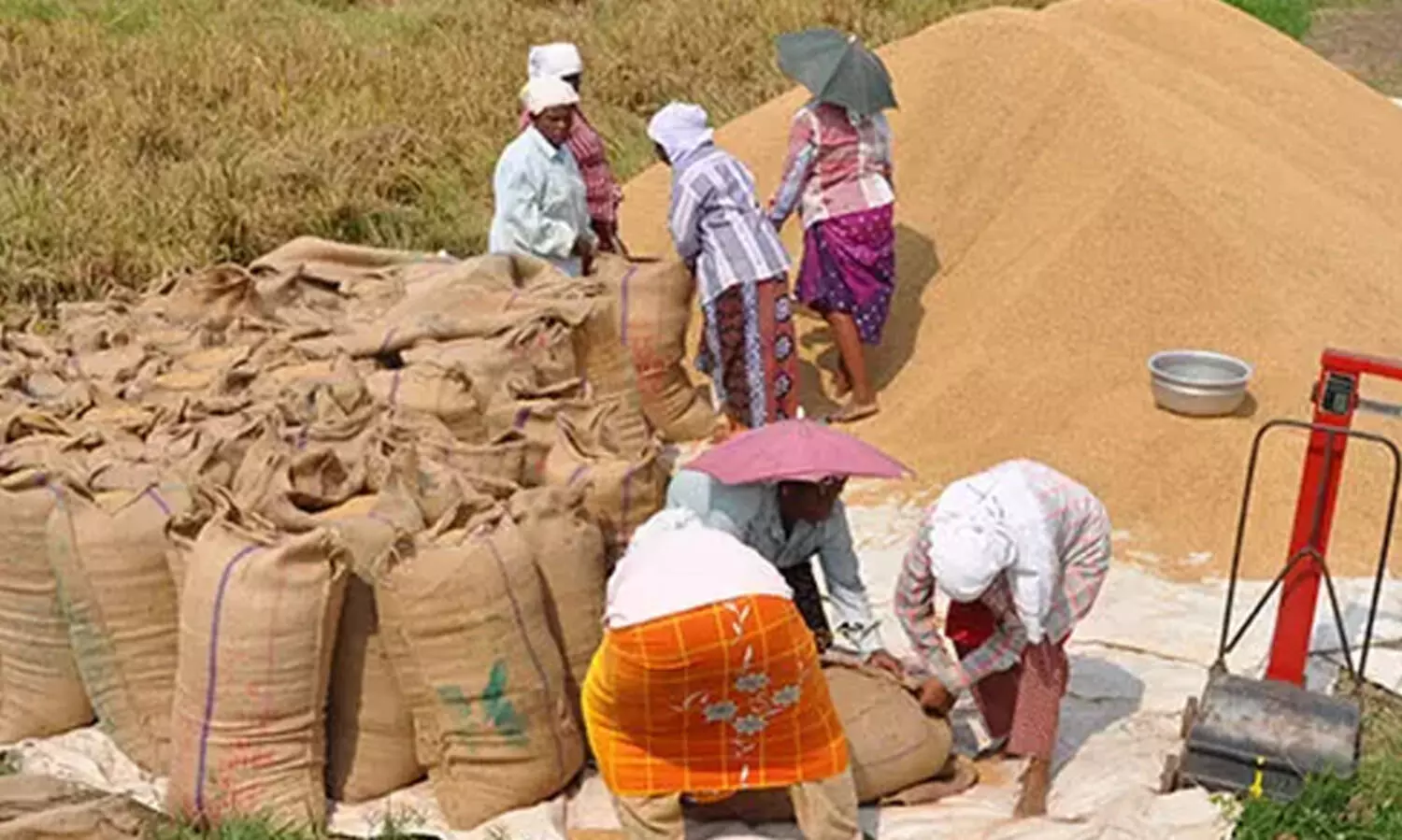 വെള്ള അരിയുടെ നെല്ല് സംഭരിക്കുന്നതിൽ വിമുഖതയെന്ന പ്രചരണം തെറ്റ്- ജി.ആർ. അനിൽ