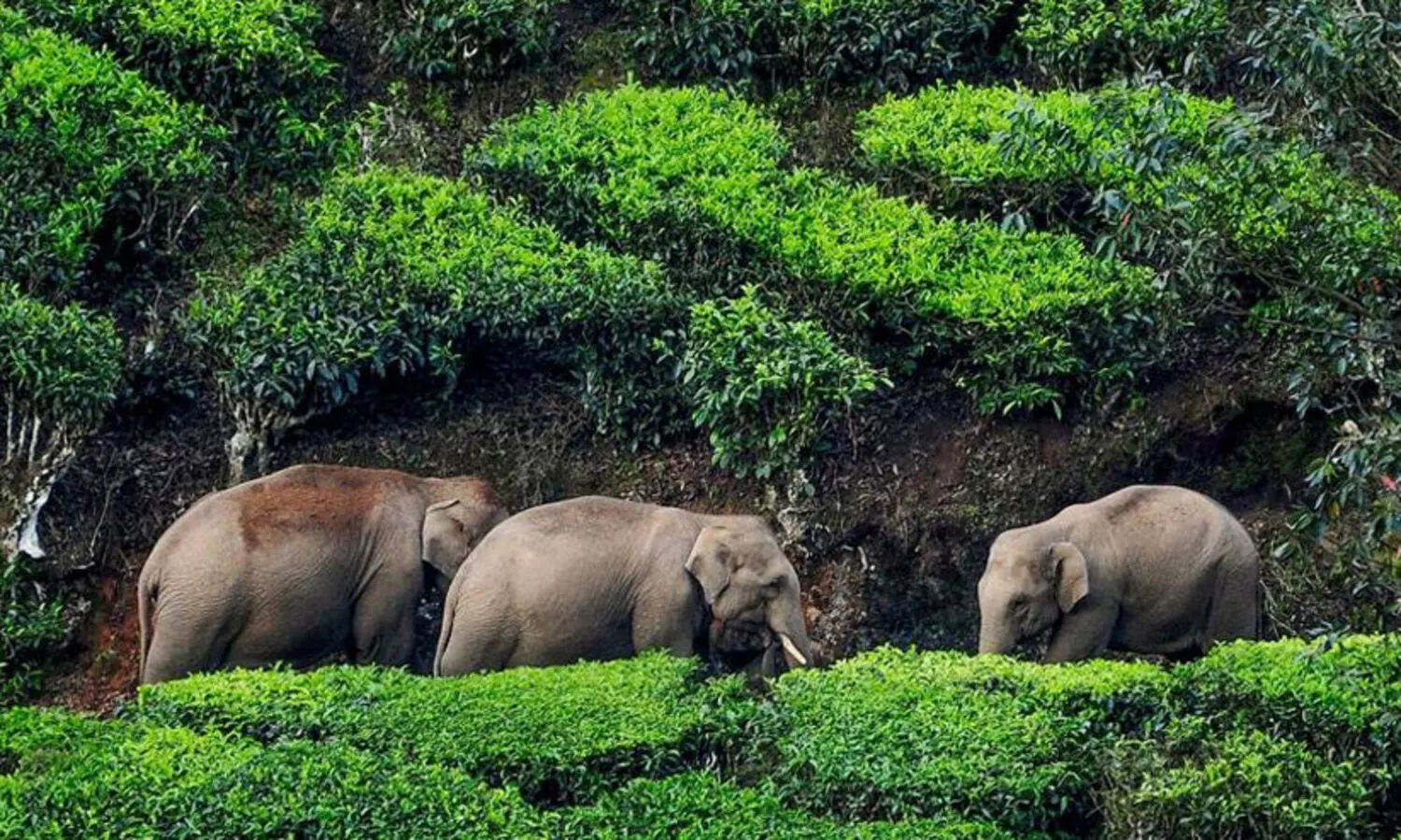 വന്യജീവി ആക്രമണത്തിൽ മരിക്കുന്നവരുടെ കുടുംബത്തിന് നഷ്ടപരിഹാരം 10 ലക്ഷം മാത്രം; ഉയര്‍ത്തണമെന്ന നിര്‍ദേശം അംഗീകരിച്ചില്ല