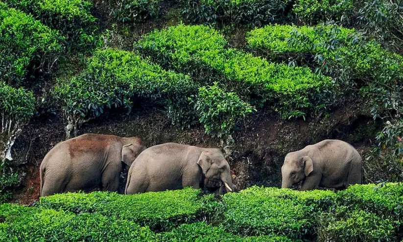 വന്യജീവി ആക്രമണത്തിൽ മരിക്കുന്നവരുടെ കുടുംബത്തിന് നഷ്ടപരിഹാരം 10 ലക്ഷം മാത്രം; ഉയര്ത്തണമെന്ന നിര്ദേശം അംഗീകരിച്ചില്ല വന്യജീവി ആക്രമണത്തിൽ മരിക്കുന്നവരുടെ കുടുംബത്തിന് നഷ്ടപരിഹാരം 10 ലക്ഷം മാത്രം; ഉയര്ത്തണമെന്ന നിര്ദേശം അംഗീകരിച്ചില്ല