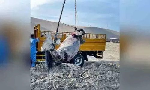 ക​ട​ൽ പ​ശു​വി​ന്റെ ജ​ഡം ക​ണ്ടെ​ത്തി