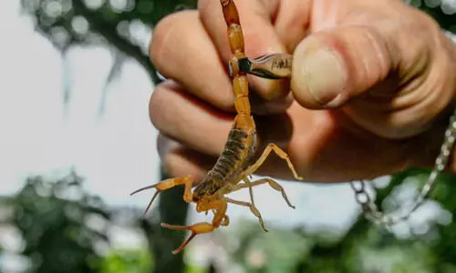 ബ്രസീലിയൻ നഗരങ്ങൾ കയ്യേറി തേളുകൾ;   കാരണം വനം കൈയേറ്റവും നഗരവത്കരണവും