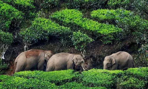 വന്യജീവി ആക്രമണത്തിൽ മരിക്കുന്നവരുടെ കുടുംബത്തിന് നഷ്ടപരിഹാരം 10 ലക്ഷം മാത്രം; ഉയര്‍ത്തണമെന്ന നിര്‍ദേശം അംഗീകരിച്ചില്ല