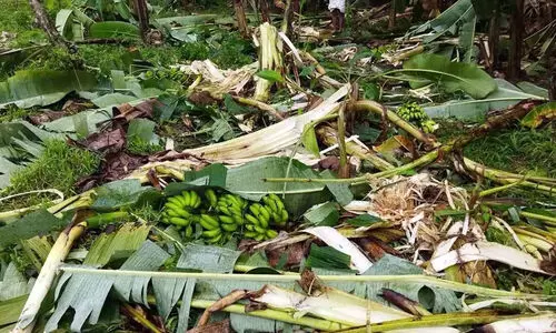 നഷ്ടപരിഹാരമില്ല; കൃഷി നഷ്ടം തന്നെ