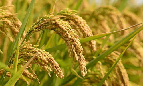 സപ്ലൈകോ 4.68 ലക്ഷം ടണ്‍ നെല്ല് സംഭരിച്ചു