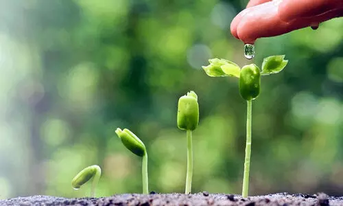 നടാൻ ഗുണനിലവാരമില്ലാത്ത തൈകൾ: തടയാൻ സംവിധാനമില്ലാതെ കൃഷിവകുപ്പ്​