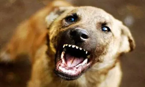 തിരുവല്ലയിൽ തെരുവുനായ്ക്കൾ ആടുകളെ കടിച്ചുകീറി, മുട്ടനാടിന്‍റെ വൃഷണം കടിച്ചെടുത്തു