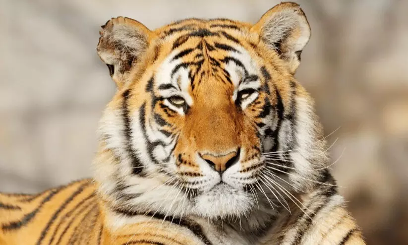 നാട്ടുകാരുടെ ജീവൻ നഷ്ടപ്പെടുമ്പോൾ മാത്രം ഉണരുന്ന നിസ്സംഗതയുടെ വനം വകുപ്പ്