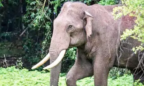 മുള്ളരിങ്ങാട്ടെ ആനശല്യം; പ്രഖ്യാപനങ്ങളുണ്ട്​, നടപടികളില്ല