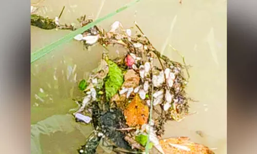 രാസവസ്തു കലർന്നതായി സംശയം; കട്ടപ്പനയാറിൽ മത്സ്യങ്ങൾ ചത്തു പൊന്തി