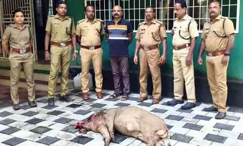 കാട്ടുപന്നിയെ കൊന്ന് കാറിൽ കടത്താൻ ശ്രമം; അഭിഭാഷകൻ അറസ്റ്റിൽ