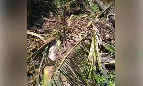 കാട്ടാനക്കൂട്ടം റോസുമലയിലെ കര്ഷകരുടെ ഉറക്കം കെടുത്തുന്നു കാട്ടാനക്കൂട്ടം റോസുമലയിലെ കര്ഷകരുടെ ഉറക്കം കെടുത്തുന്നു